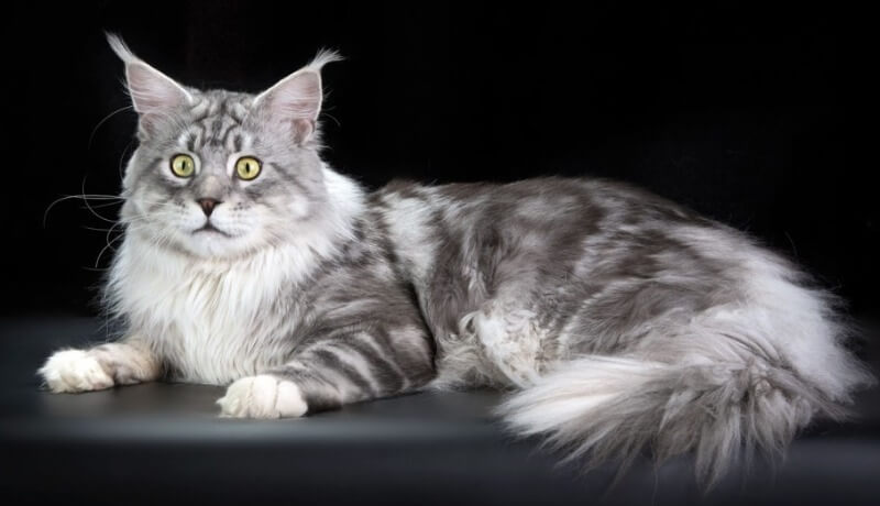 maine-coon.jpg