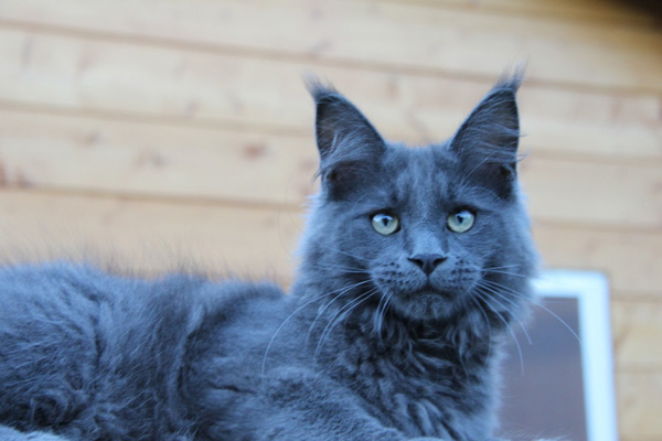 maine-coon-blue.jpg