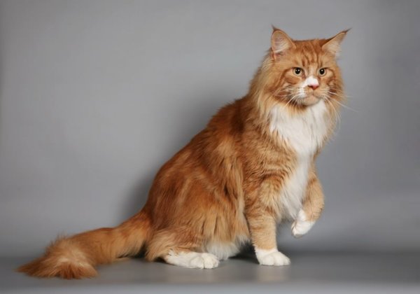 котя 4.jpg
